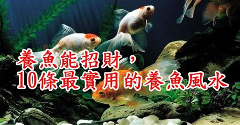 養蝦風水|養魚能招財，10條最實用的養魚風水（你一定要知道）。